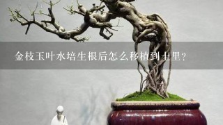 金枝玉叶水培生根后怎么移植到土里？