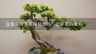 金枝玉叶是喜阳植物吗？怎样长的更好