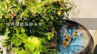 家养绿植品种大全