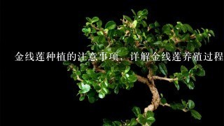 金线莲种植的注意事项，详解金线莲养殖过程和方法