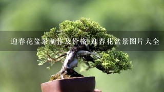 迎春花盆景制作及价格 迎春花盆景图片大全