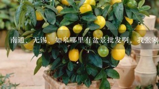 南通、无锡、如皋哪里有盆景批发啊。我张家港的。