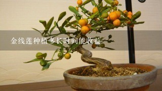 金线莲种植多长时间能收益