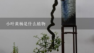 小叶黄杨是什么植物