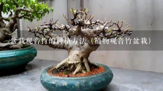 盆栽观音竹的种植方法（植物观音竹盆栽）