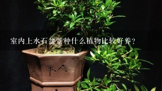 室内上水石盆景种什么植物比较好养？