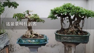 这盆景叫什么名