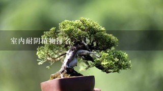 室内耐阴植物排名