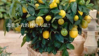 北美冬青的种植方法？