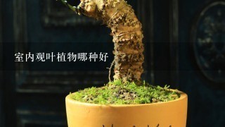 室内观叶植物哪种好