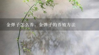 金弹子怎么养，金弹子的养殖方法