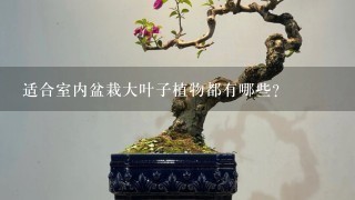 适合室内盆栽大叶子植物都有哪些？