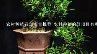 农村种植致富项目推荐 农村种植的好项目有哪些