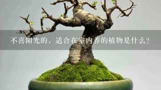 不喜阳光的，适合在室内养的植物是什么？