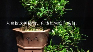 人参榕这种植物，应该如何给它修剪？