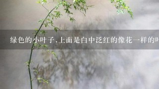 绿色的小叶子,上面是白中泛红的像花1样的叶子,茎1