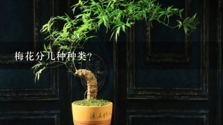 梅花分几种种类？