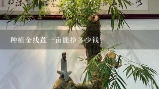 种植金线莲1亩能挣多少钱？