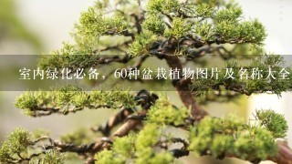 室内绿化必备，60种盆栽植物图片及名称大全