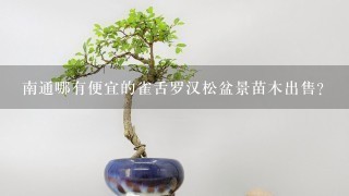 南通哪有便宜的雀舌罗汉松盆景苗木出售？