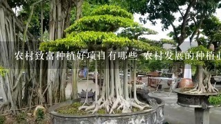 农村致富种植好项目有哪些 农村发展的种植业赚钱项