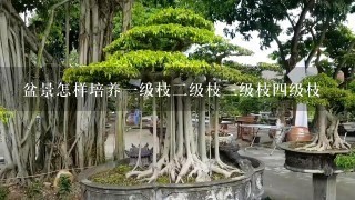 盆景怎样培养1级枝2级枝3级枝4级枝