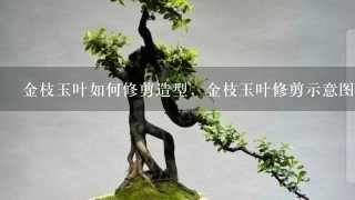 金枝玉叶如何修剪造型，金枝玉叶修剪示意图解