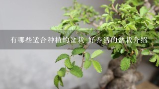 有哪些适合种植的盆栽 好养活的盆栽介绍