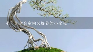 有什么适合室内又好养的小盆栽