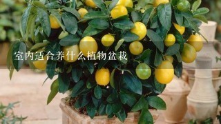 室内适合养什么植物盆栽