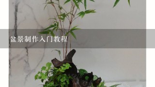 盆景制作入门教程