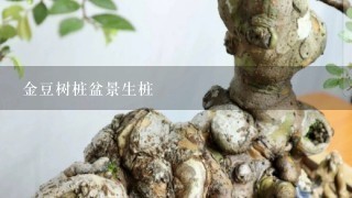 金豆树桩盆景生桩