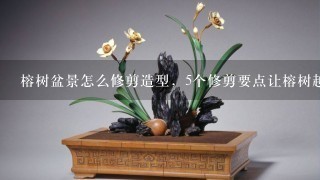 榕树盆景怎么修剪造型，5个修剪要点让榕树越长越好看