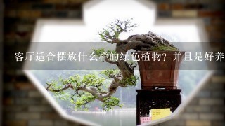 客厅适合摆放什么样的绿色植物？并且是好养活的？