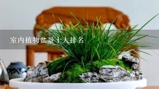 室内植物盆景十大排名