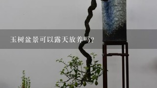 玉树盆景可以露天放养吗？