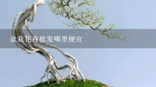 盆栽花卉批发哪里便宜