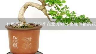 有哪些适合1年4季在北方室外盆栽种植的花卉和绿植