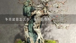 冬青盆景怎么养，有什么作用