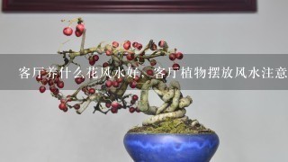 客厅养什么花风水好，客厅植物摆放风水注意事项有哪些？要注意哪几点要求？