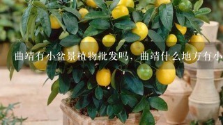 曲靖有小盆景植物批发吗，曲靖什么地方有小盆景植物