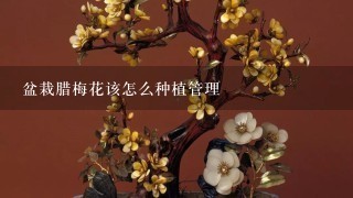 盆栽腊梅花该怎么种植管理