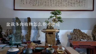 盆栽多肉植物怎么养才漂亮