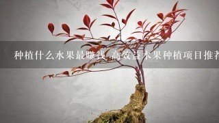 种植什么水果最赚钱 高效益水果种植项目推荐