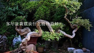 客厅盆栽摆放什么植物最好？