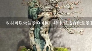 农村可以做盆景的树桩，4种树桩适合做盆景(附制作方