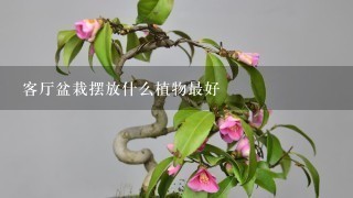 客厅盆栽摆放什么植物最好