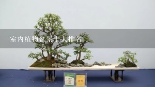 室内植物盆景十大排名