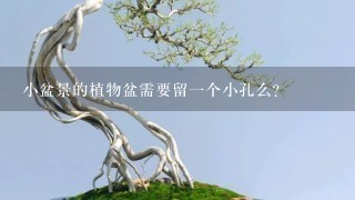 小盆景的植物盆需要留1个小孔么？