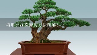 塔形罗汉松修剪方法图解？